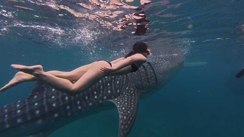 Cebu Oslob Whaleshark, Moalboal Sardines Run&Inambakan Falls - Key points to know before booking