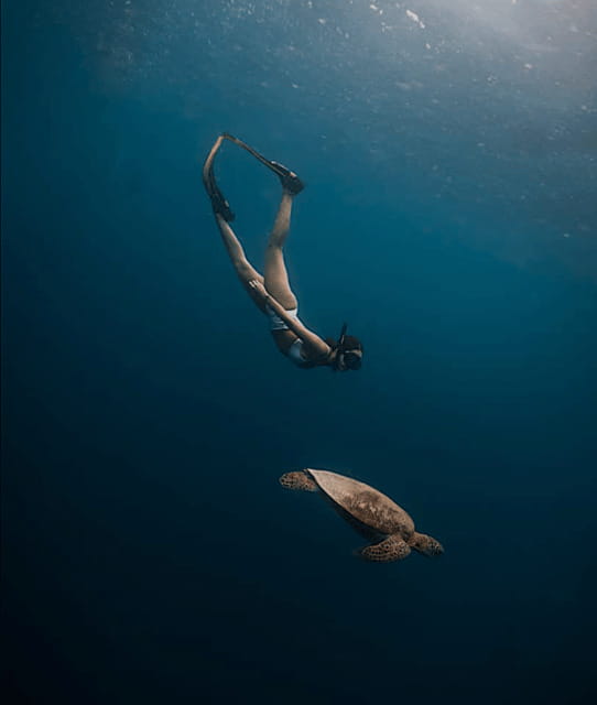 Cebu Oslob Whaleshark, Moalboal Sardines Run&Inambakan Falls - Moalboal’s sardine run and possible turtles