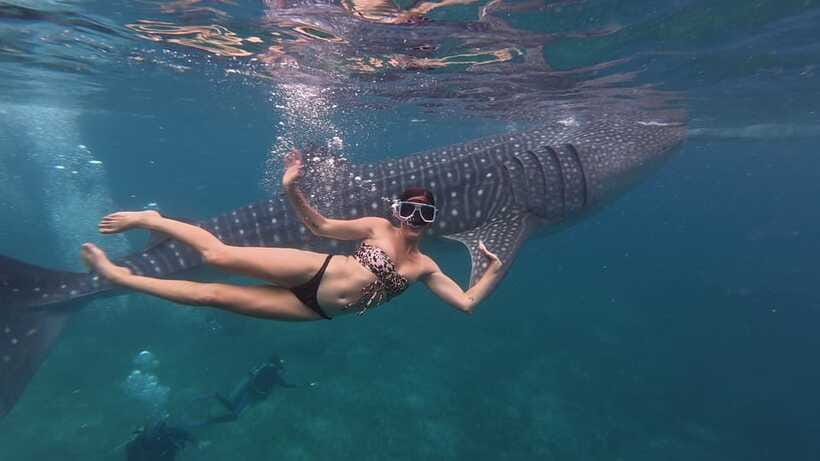 Cebu Oslob Whaleshark, Moalboal Sardines Run&Inambakan Falls - Who should book this Cebu day trip?