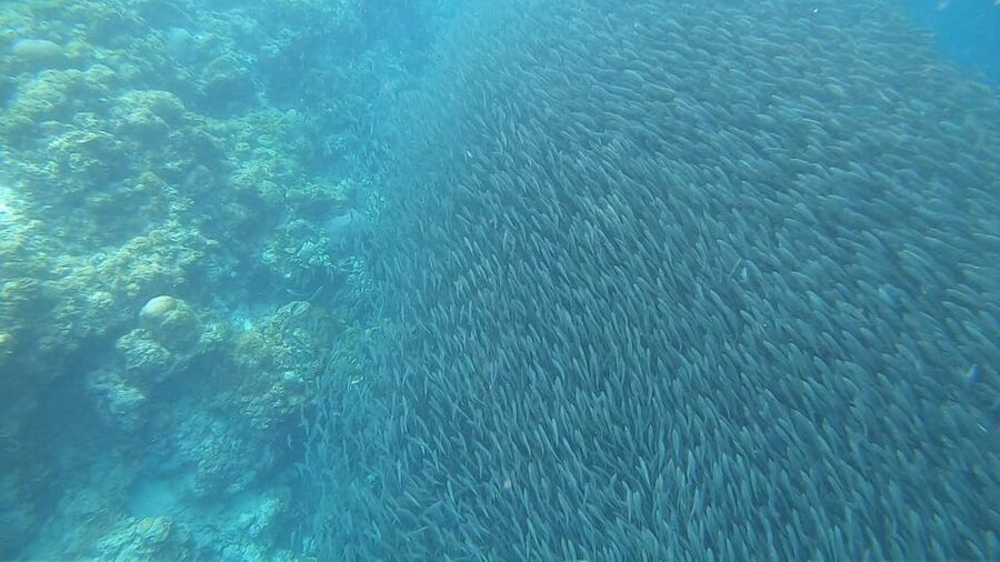 Cebu: Oslob Whaleshark & Sardines Run Snorkeling Day Tour - What to bring for a smoother day