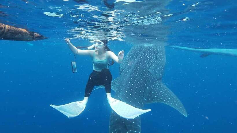 Cebu: Oslob Whaleshark & Sardines Run Snorkeling Day Tour - Moalboal’s sardine run from shore