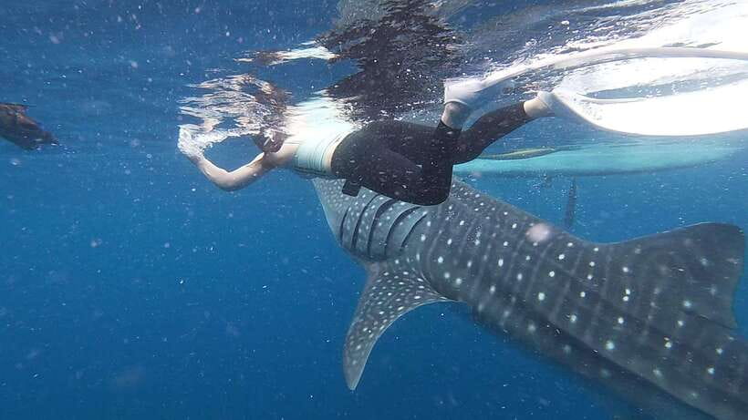 Cebu: Oslob Whaleshark & Sardines Run Snorkeling Day Tour - Finding turtles among coral and seagrass