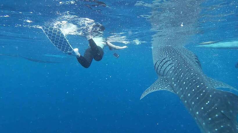 Cebu: Oslob Whaleshark & Sardines Run Snorkeling Day Tour - What is included, and what you still pay for
