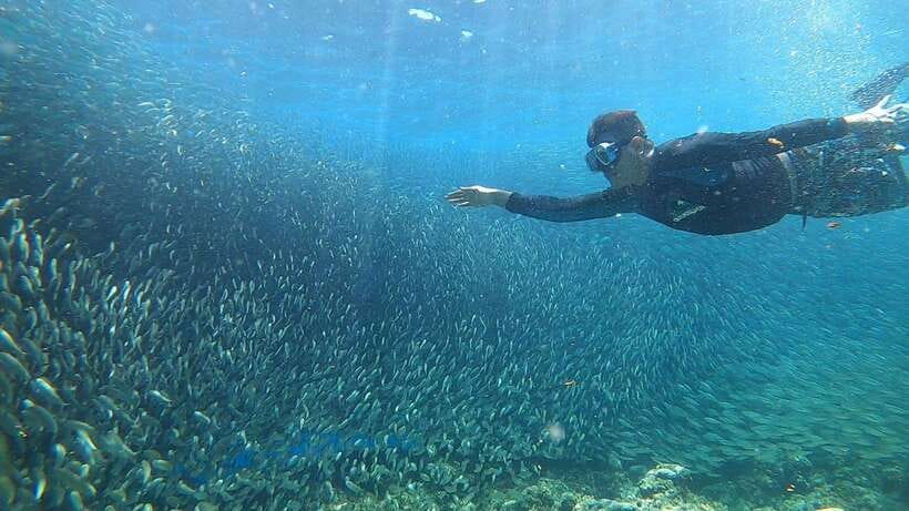 Cebu: Oslob Whaleshark & Sardines Run Snorkeling Day Tour - The early ride to Oslob