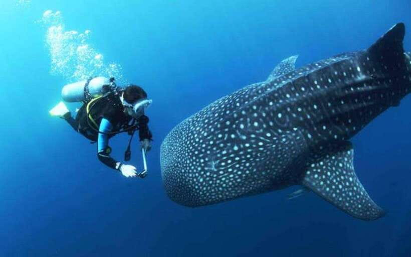 Cebu: Oslob Whaleshark Scuba Diving & Sumilon Sanctuary - Key points to know before booking
