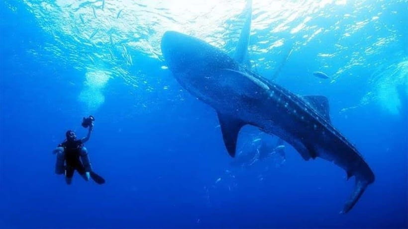Cebu: Oslob Whaleshark Scuba Diving & Sumilon Sanctuary - Is $251 fair for a full Cebu day?