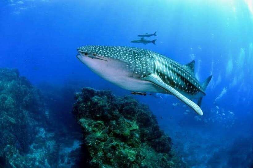 Cebu: Oslob Whaleshark Scuba Diving & Sumilon Sanctuary - Oslob’s whale shark session