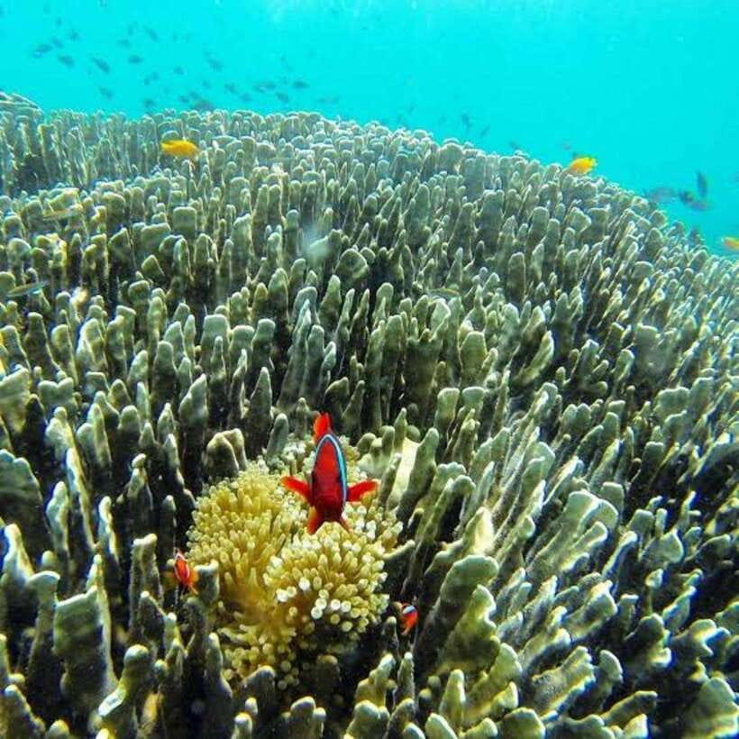 Cebu: Oslob Whaleshark Scuba Diving & Sumilon Sanctuary - The boat ride toward Sumilon Island