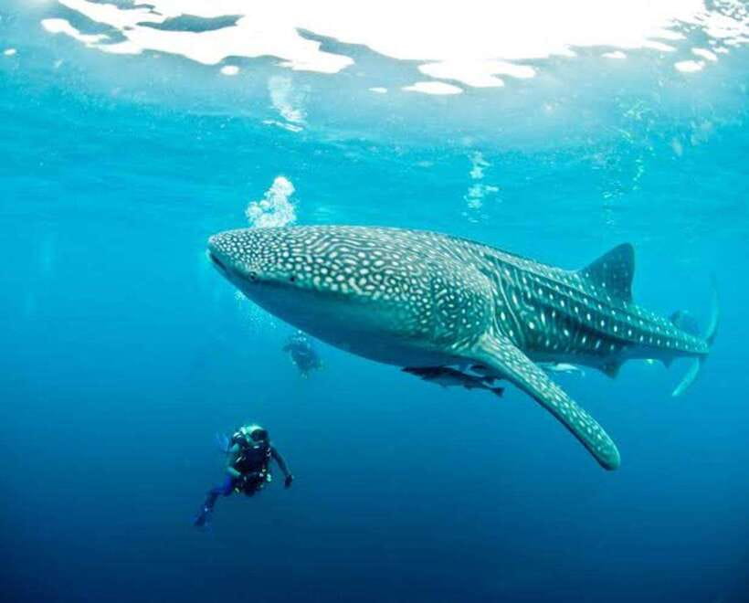 Cebu: Oslob Whaleshark Scuba Diving & Sumilon Sanctuary - Equipment, photos, and what you pay extra for