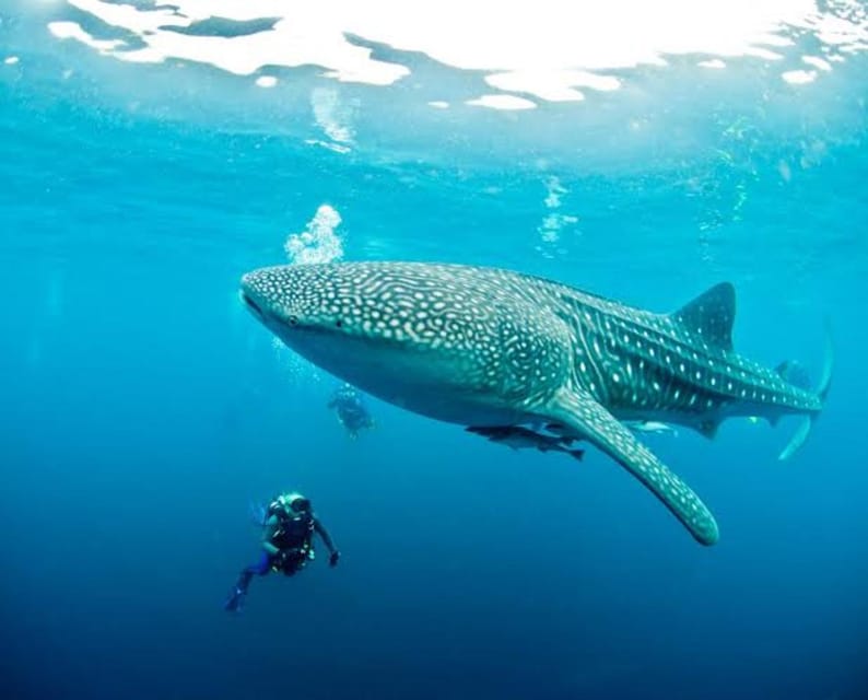 Cebu: Oslob Whaleshark Scuba Diving & Sumilon Sanctuary - Who will enjoy this most?