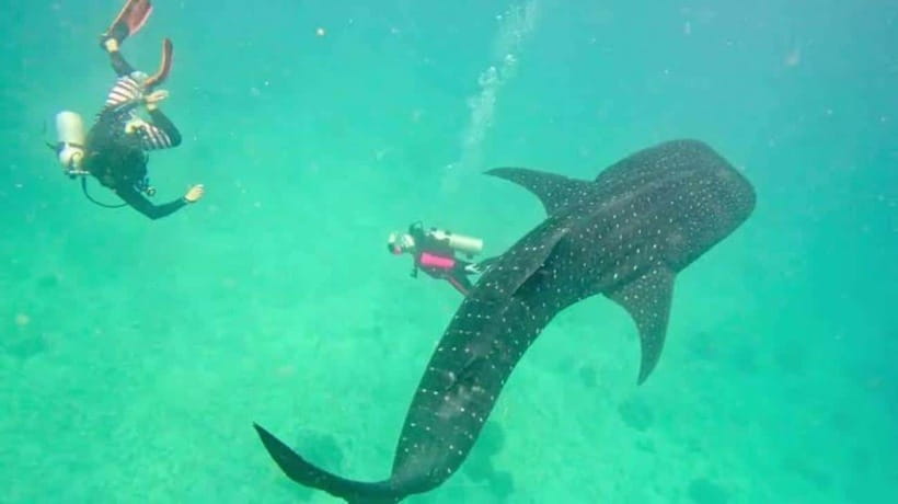 Cebu: Oslob Whaleshark Scuba Diving & Sumilon Sanctuary - Morning pickup across Cebu