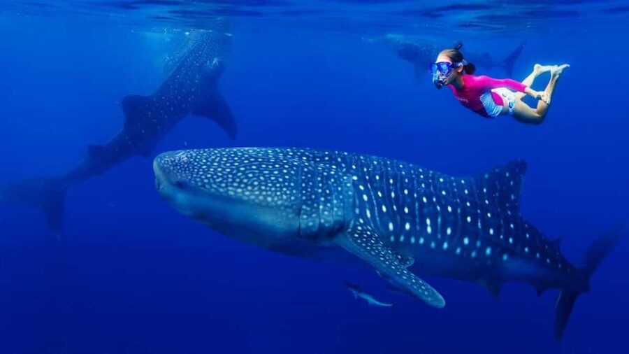 Cebu Oslob Whaleshark, Tumalog Falls&Sumilon Island(Private) - A long road to Oslob and the whale sharks