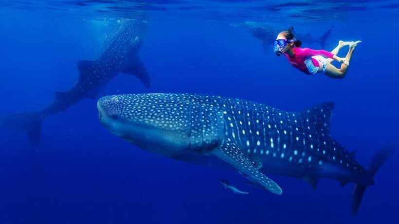 Cebu Oslob Whaleshark, Tumalog Falls&Sumilon Island(Private) - Who will enjoy this Cebu day trip