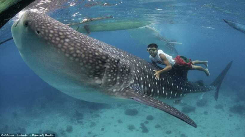 Cebu Oslob Whaleshark, Tumalog Falls&Sumilon Island(Private) - Should you book this private Cebu tour?