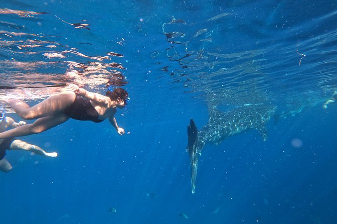 Cebu Oslob Whalesharks, Sumilon & Kawasan Waterfalls Tour - Oslob whale sharks: thrilling, early, and busy