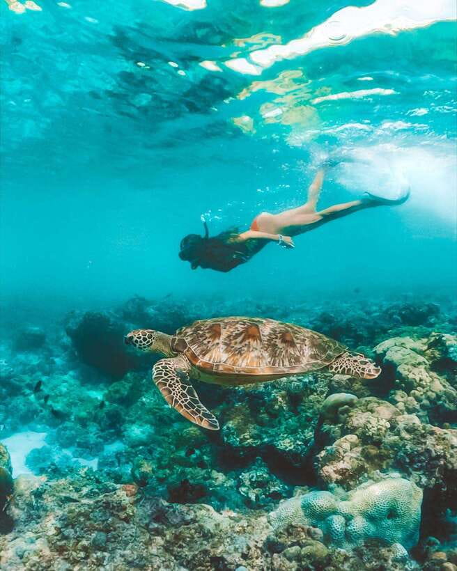 Cebu: Osmeña Peak hike and Sardines Run Snorkel adventure - The essential details at a glance
