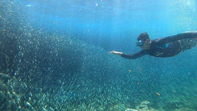 Cebu: Osmeña Peak hike and Sardines Run Snorkel adventure - Private transport can make or break the day