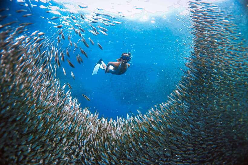 Cebu: Osmeña Peak hike and Sardines Run Snorkel adventure - Is $92 per person fair?