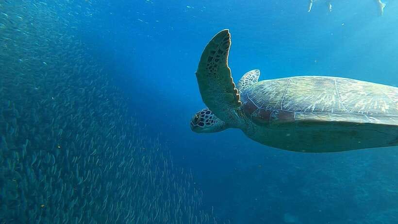 Cebu: Osmeña Peak hike and Sardines Run Snorkel adventure - Booking advice and final verdict