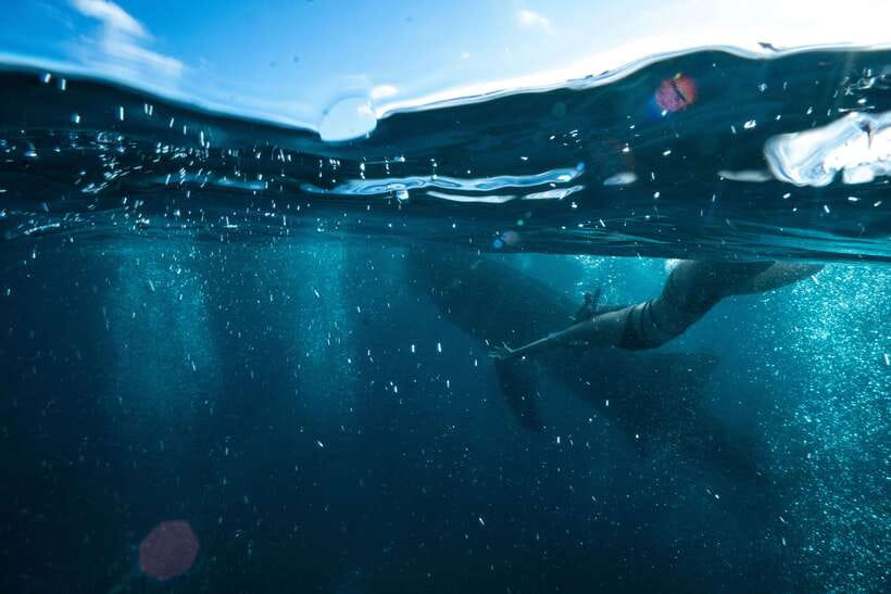 Cebu: Private Sumilon Island & Optional Whale Shark Swim - The resort option changes the feel of the day