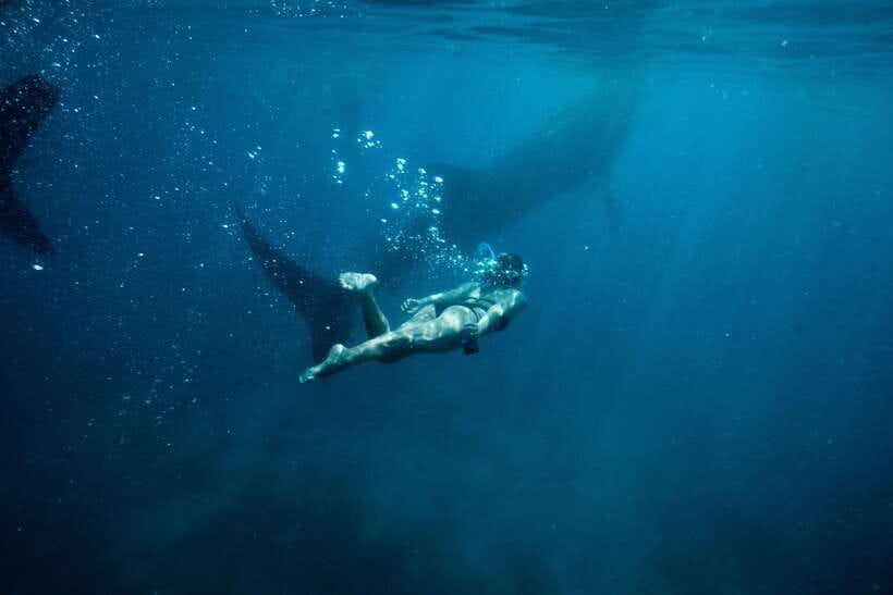 Cebu: Private Sumilon Island & Optional Whale Shark Swim - Who will enjoy this most