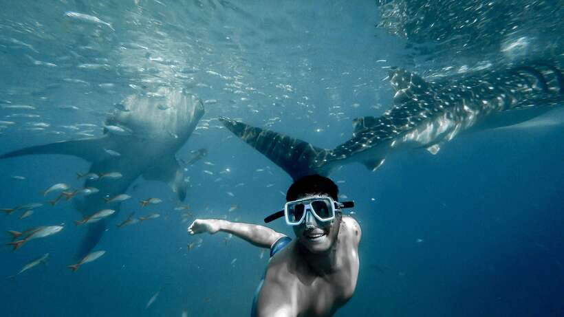 Cebu: Private Sumilon Island & Optional Whale Shark Swim - The Oslob whale shark stop comes first
