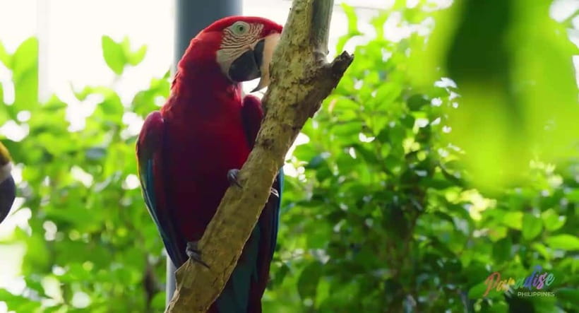 Cebu Safari & Adventure Park: Wildlife Tour with Transfers - Key points before you book