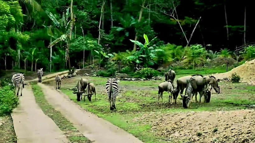 Cebu Safari & Adventure Park: Wildlife Tour with Transfers - Who should book this Cebu safari trip?