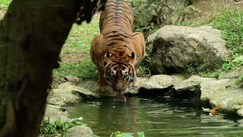 Cebu Safari & Adventure Park: Wildlife Tour with Transfers - The road from Cebu City to Carmen