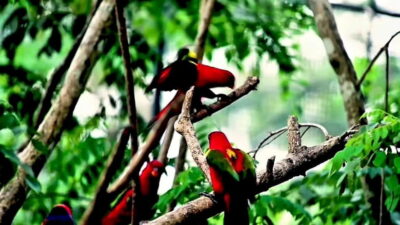 Cebu Safari & Adventure Park: Wildlife Tour with Transfers