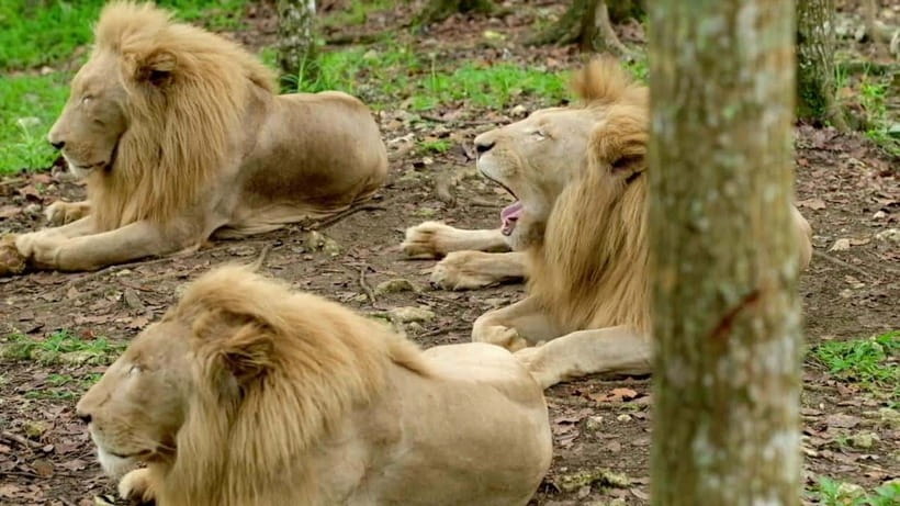 Cebu Safari & Adventure Park: Wildlife Tour with Transfers - Close encounters and optional animal feeding