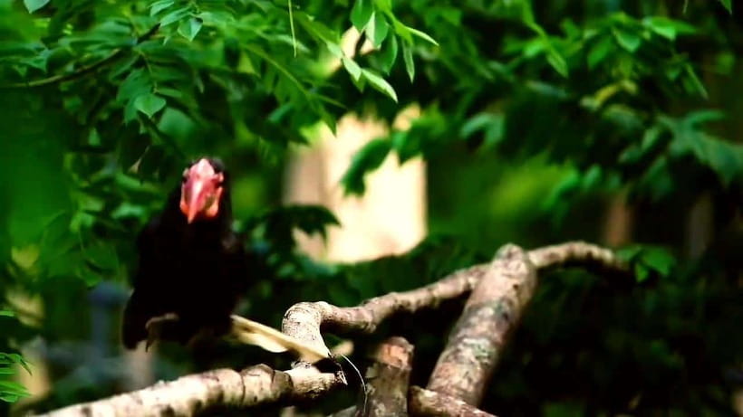 Cebu Safari & Adventure Park: Wildlife Tour with Transfers - What the $103 price really covers
