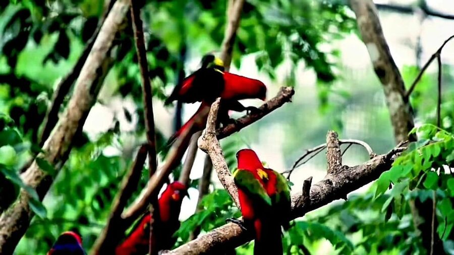 Cebu Safari & Adventure Park: Wildlife Tour with Transfers - The walking, shuttles, and practical comfort