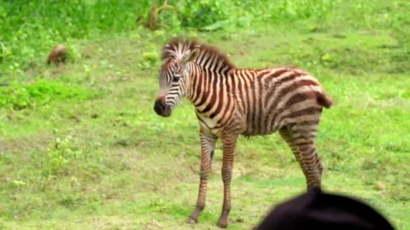 Cebu Safari & Adventure Park: Wildlife Tour with Transfers - Returning to Cebu after six active hours