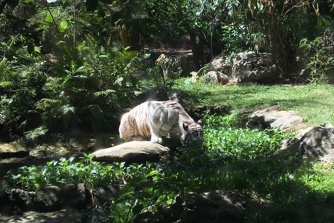 Cebu Safari and Adventure Park - Key points to know before you book