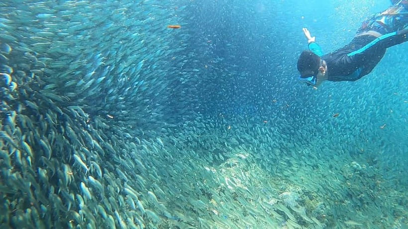Cebu: Sardine Run Snorkeling, Mantayupan Falls & ATV Thrills - Should you book the Cebu sardine and ATV tour?