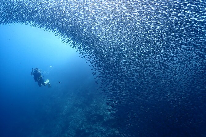 Cebu: Scuba Diving Experience beach entry in Mactan - Reaching the sardines and colorful fish