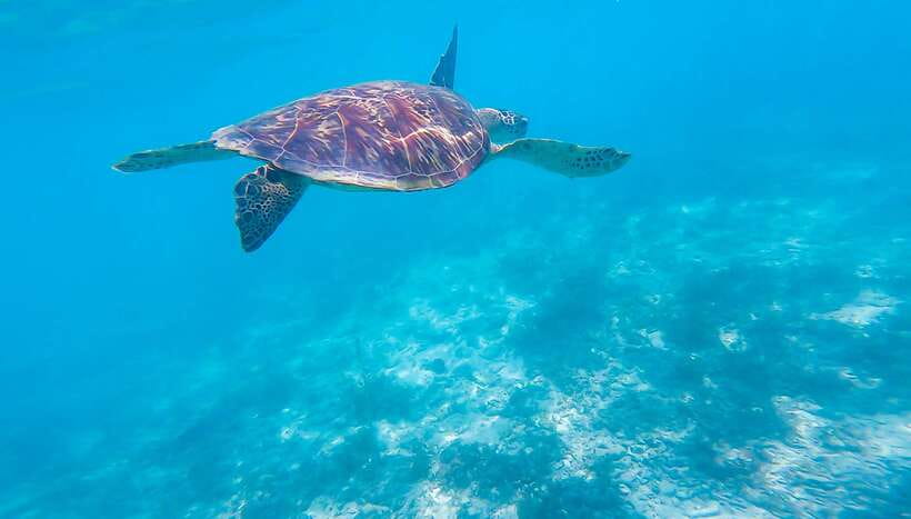 Cebu: Sumilon Sand Bar, Whale Sharks & Sardines Snorkeling - Why this Cebu day trip works