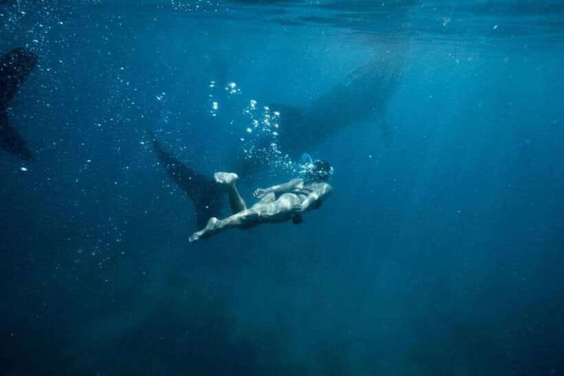 Cebu: Sumilon Sand Bar, Whale Sharks & Sardines Snorkeling - Swimming beside Oslob whale sharks