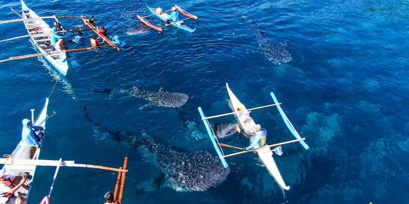 Cebu: Sumilon Sand Bar, Whale Sharks & Sardines Snorkeling - Sumilon Island’s shifting sandbar
