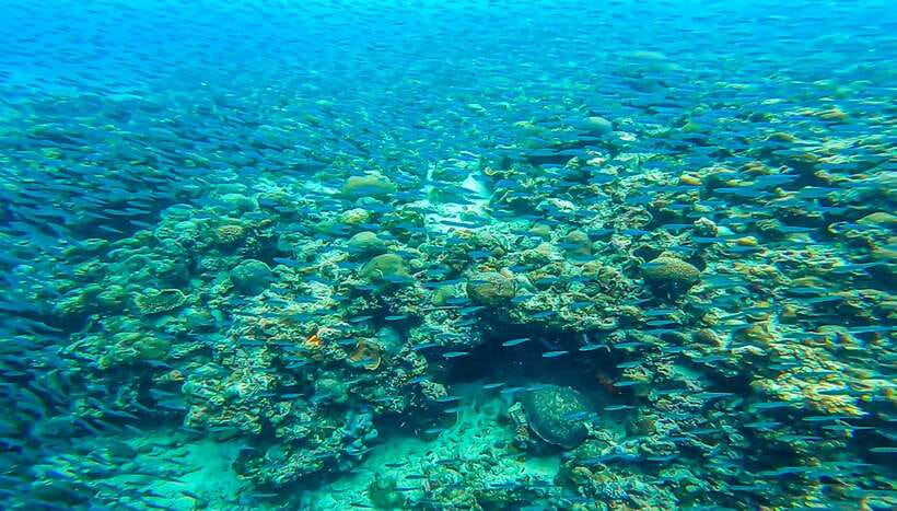 Cebu: Sumilon Sand Bar, Whale Sharks & Sardines Snorkeling - What the $126 price really covers