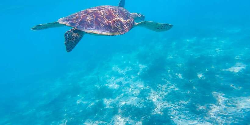 Cebu: Sumilon Sand Bar, Whale Sharks & Sardines Snorkeling - The real cost is time and stamina