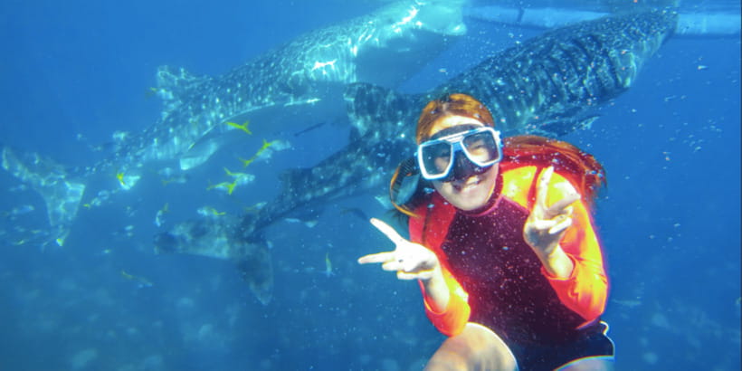 Cebu: Sumilon Sand Bar, Whale Sharks & Sardines Snorkeling - Who should book this experience