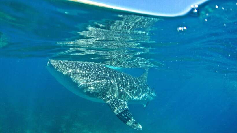 Cebu: Whale Shark Encounter and Kawasan Canyoneering - Six things to know before booking