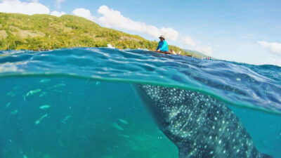 Whale Shark Encounter and Kawasan Canyoneering