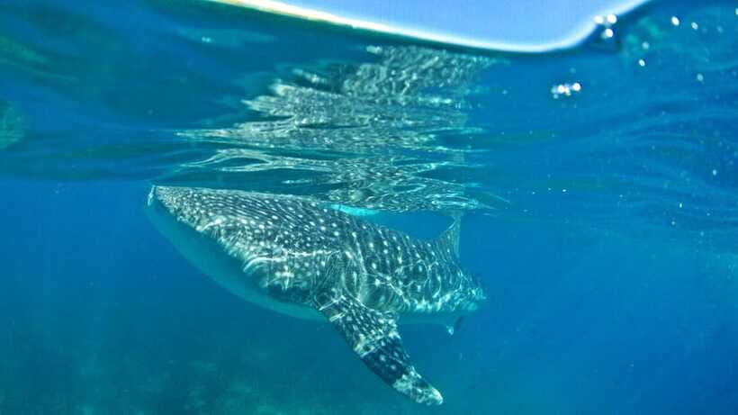 Cebu: Whale Shark Encounter and Kawasan Canyoneering - Reaching Kawasan Falls after the river route