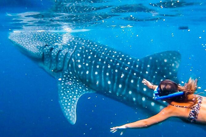 Cebu Whale Shark Encounter, Moalboal Sardines & Tumalog Falls - The 4:00 a.m. pickup and long ride south