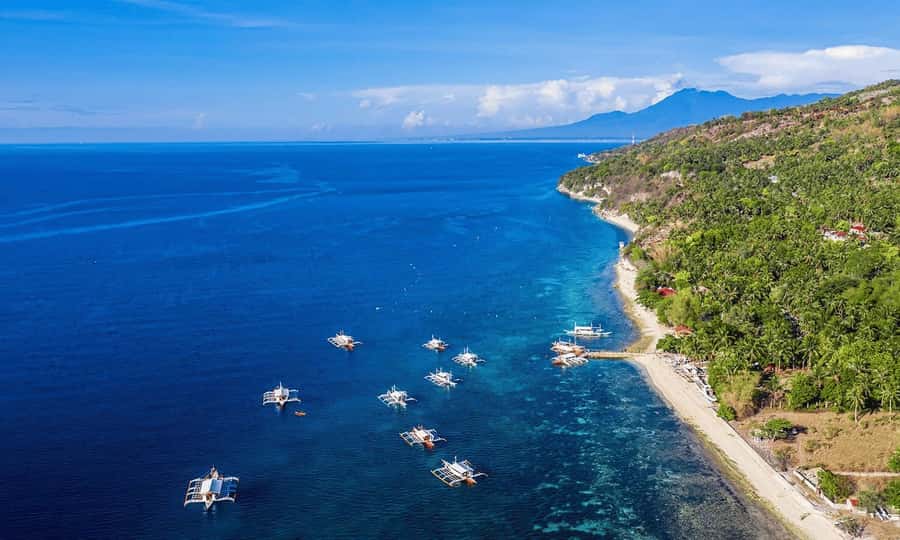 Cebu: Whale Shark, Monkey Sanctuary, & Moalboal Snorkel Tour - Practical advice for a smoother day