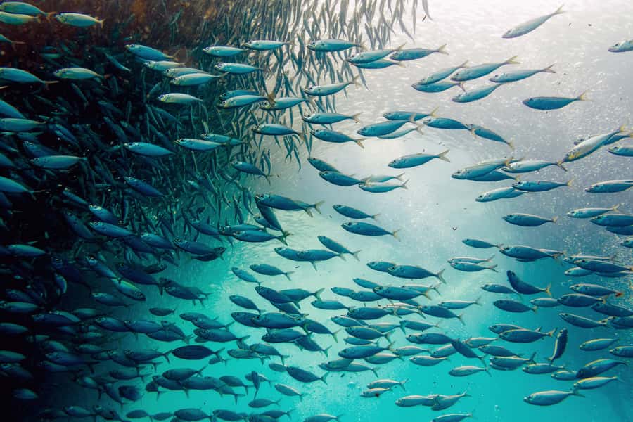 Cebu: Whale Shark, Monkey Sanctuary, & Moalboal Snorkel Tour - One very early start from Cebu