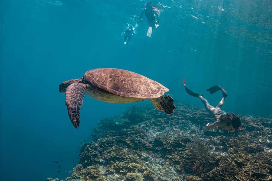 Cebu: Whale Shark, Monkey Sanctuary, & Moalboal Snorkel Tour - Food, waiting time, and the Oslob break